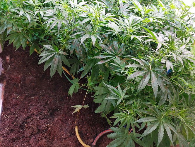 Growreport Bild 5