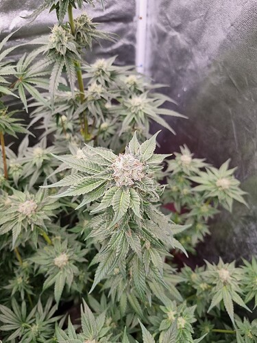 Growreport Bild 20