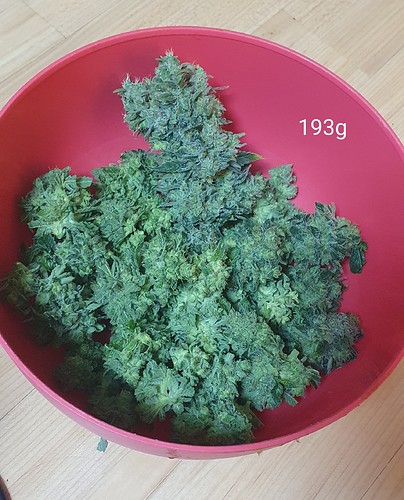 Growreport Bild 31