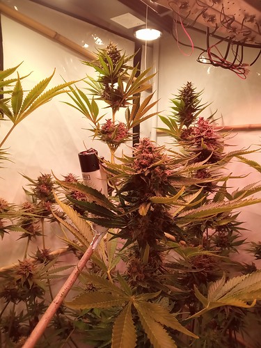 Growreport Bild 59