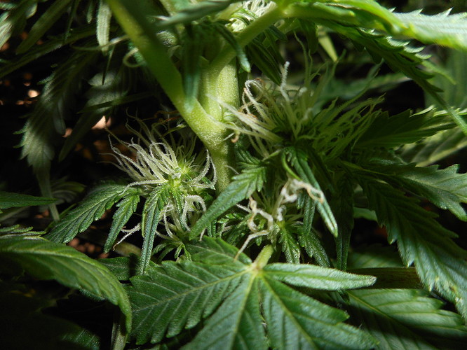 Growreport Bild 8
