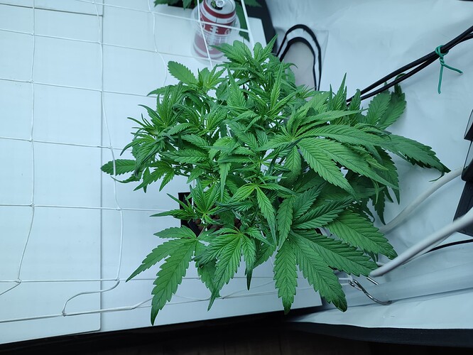 Growreport Bild 25