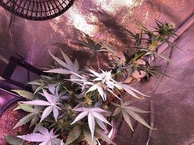Growreport Bild 9