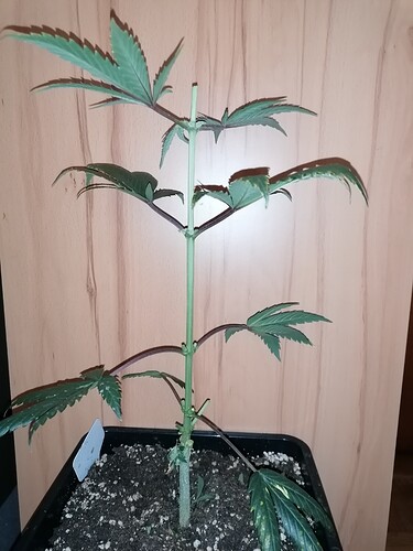 Growreport Bild 16