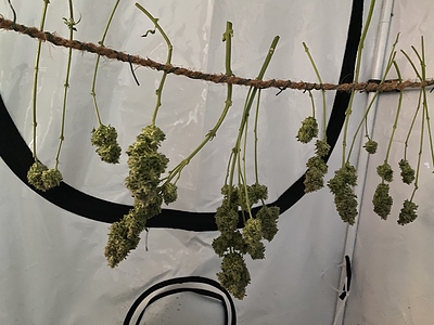 Growreport Bild 5
