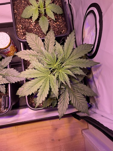 Growreport Bild 1