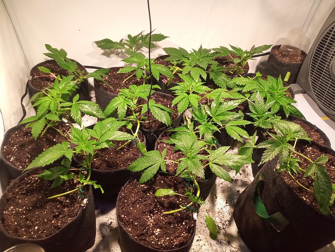 Growreport Bild 2