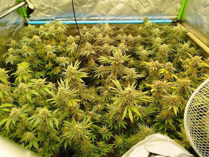 Growreport Bild 7
