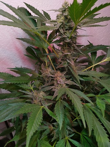 Growreport Bild 16
