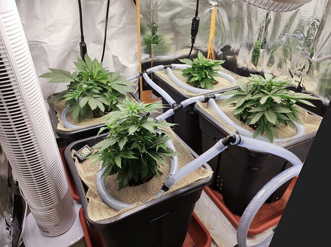 Growreport Bild 2