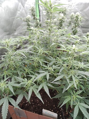 Growreport Bild 20