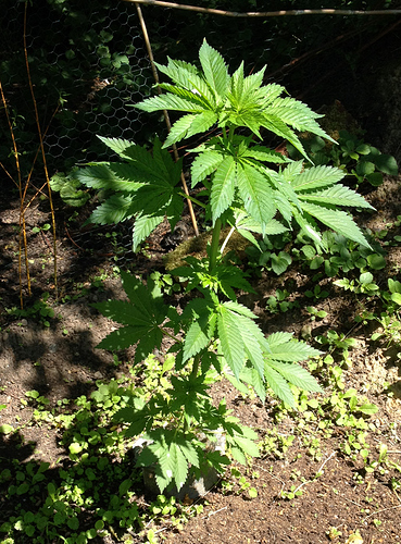 Growreport Bild 1