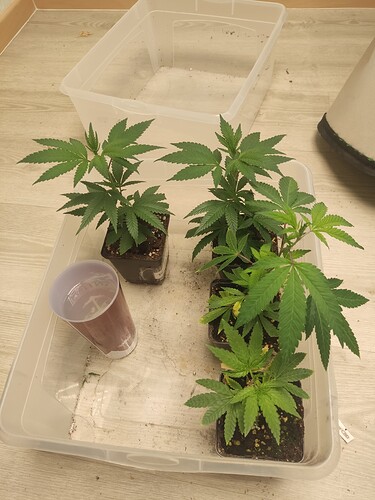 Growreport Bild 2