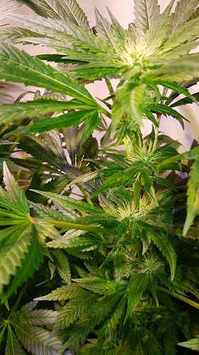 Growreport Bild 11