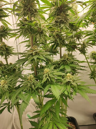 Growreport Bild 2
