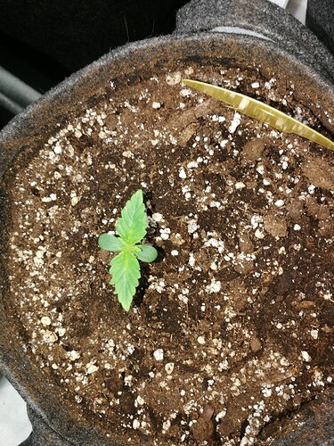 Growreport Bild 129