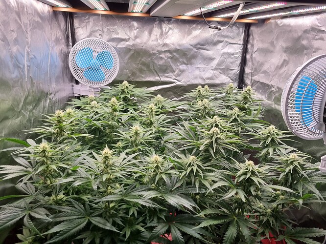 Growreport Bild 17