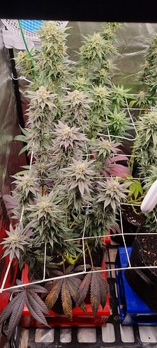 Growreport Bild 14