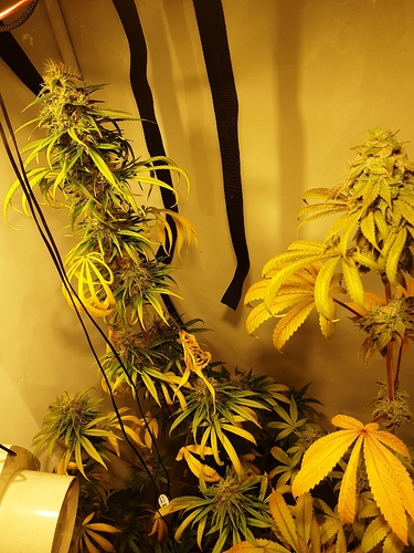 Growreport Bild 3