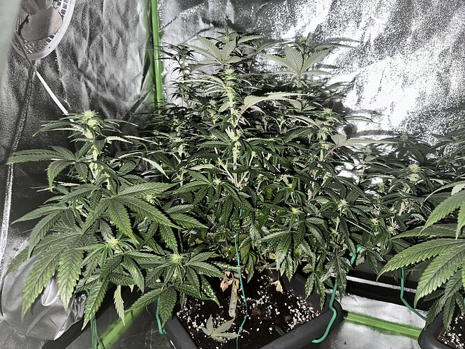 Growreport Bild 1