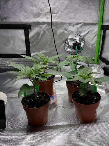 Growreport Bild 5