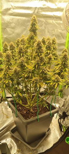 Growreport Bild 12