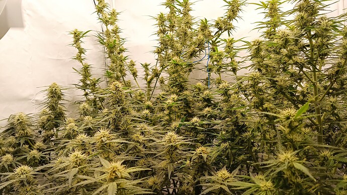 Growreport Bild 6