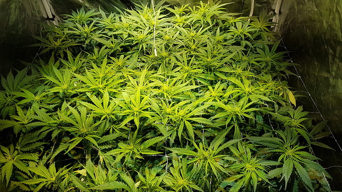 Growreport Bild 1