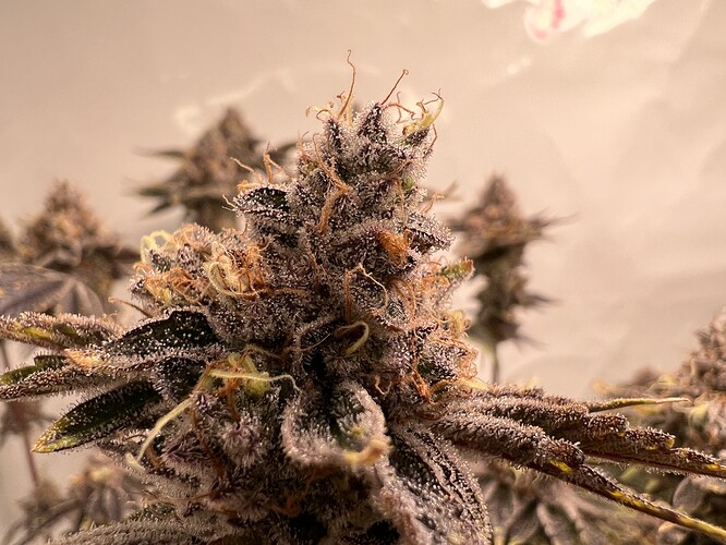 Growreport Bild 14