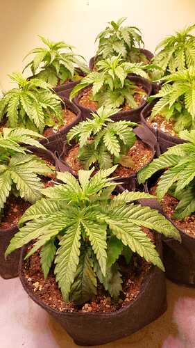 Growreport Bild 5