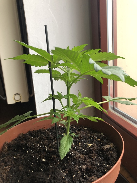 Ab wann gehen Automatics in die blütephase Anfänger Forum