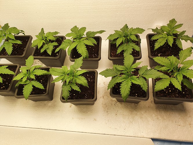 Growreport Bild 1