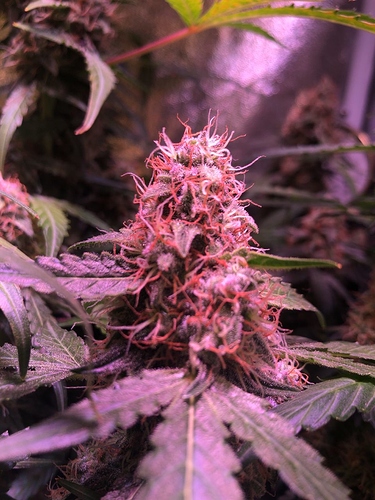 Growreport Bild 52