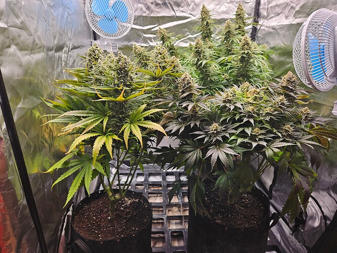 Growreport Bild 53