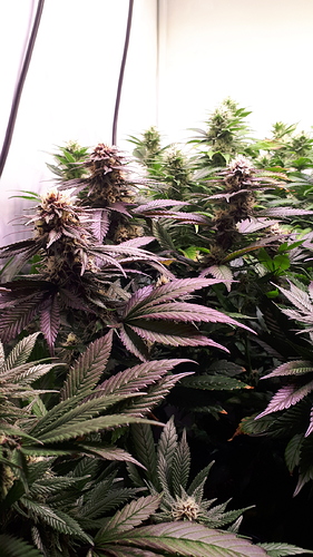 Growreport Bild 5