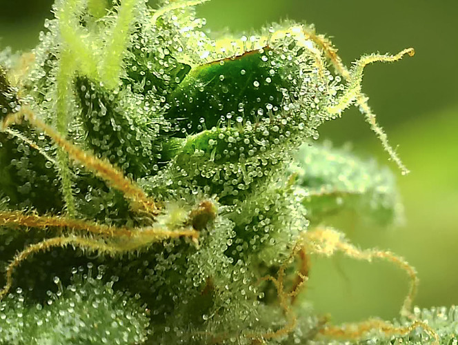 Growreport Bild 17