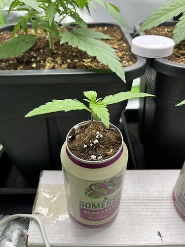 Growreport Bild 6