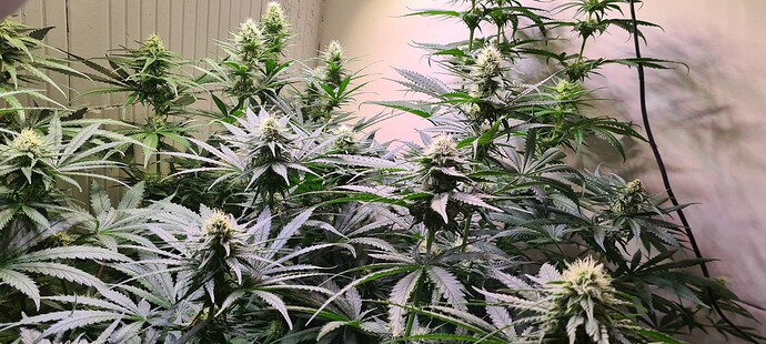 Growreport Bild 1