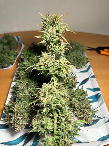 Growreport Bild 15