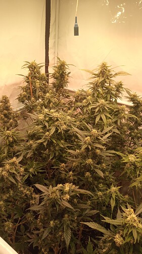 Growreport Bild 88