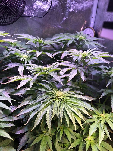 Growreport Bild 9