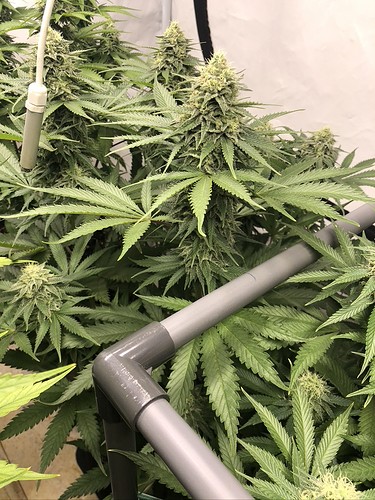 Growreport Bild 5
