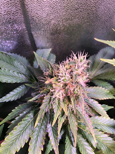 Growreport Bild 42