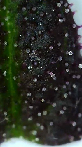 Growreport Bild 2