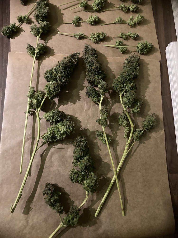 Der 2. Grow (ERNTE!) Hulk Berry & Shogun [Air-Pot®/Main-Lining m. SCROG]