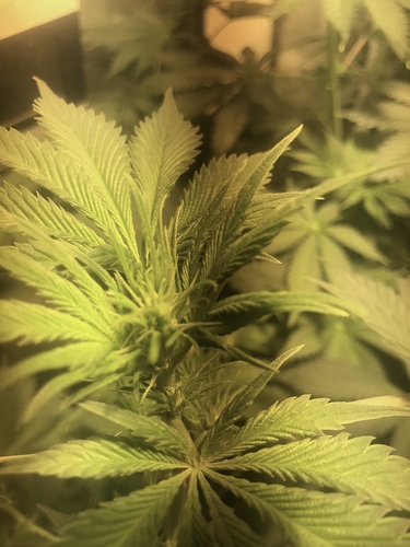 Growreport Bild 1
