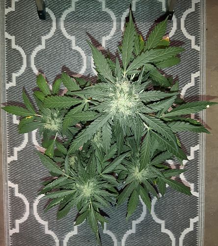 Growreport Bild 5