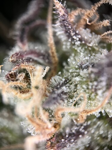 Growreport Bild 2