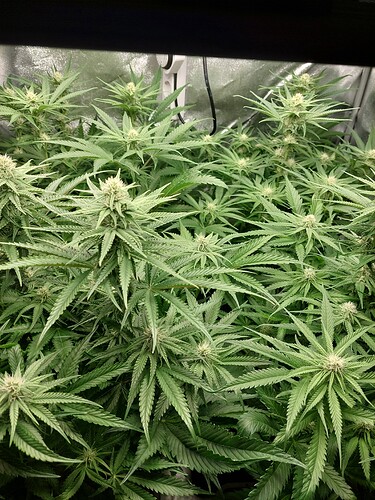 Growreport Bild 3