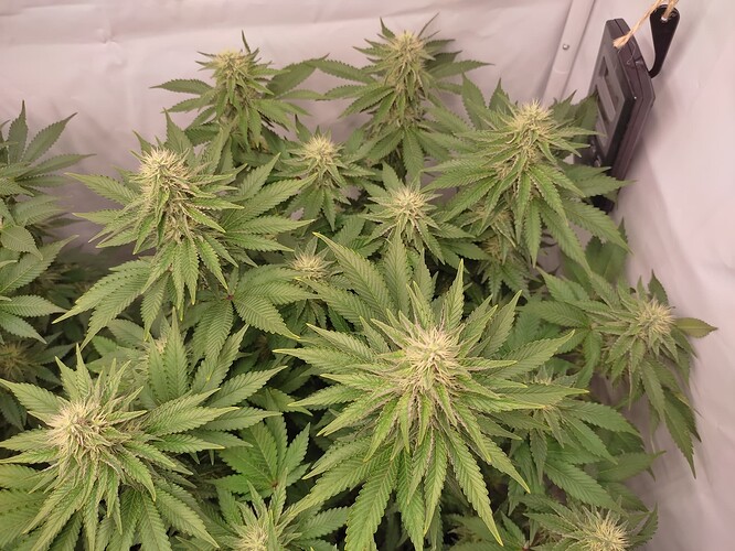 Growreport Bild 9